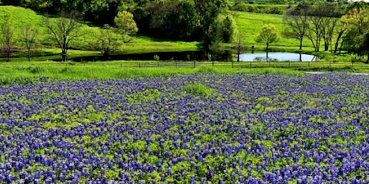 Springtime Chart Fling