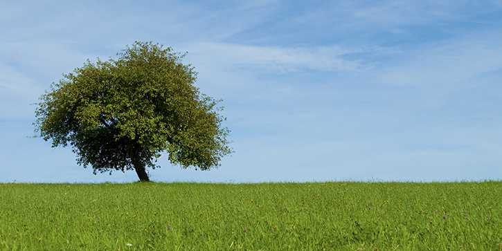 Don’t Chop Down the Tree
