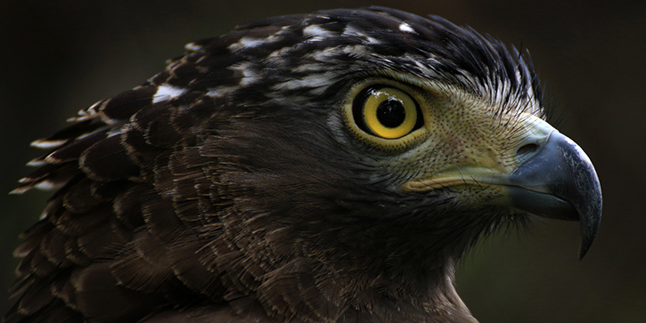 The Fed Is More Hawkish Than You Think