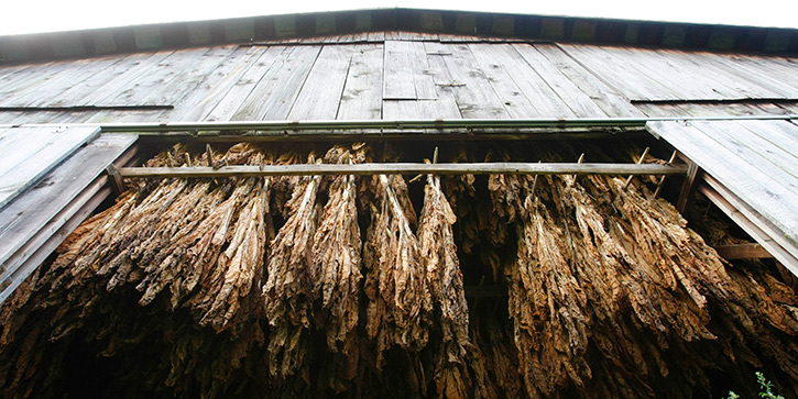 The Best Tobacco Company to Buy Right Now