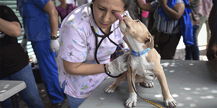 America’s Pets Have a $15 Billion “Drug Habit”