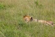 The Lion in the Grass